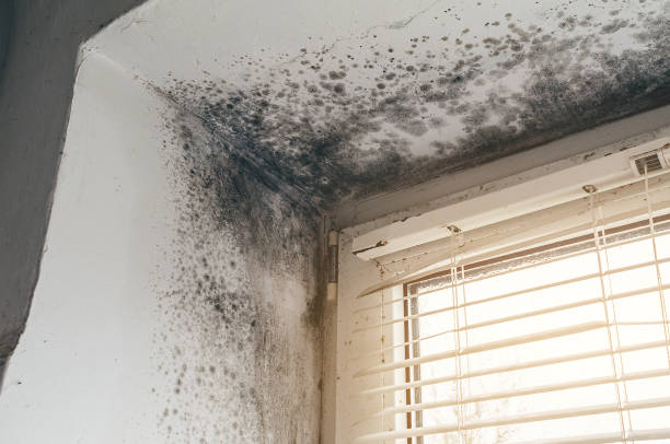 Affordable Basement Mold Removal solutions in Middlesex, NC